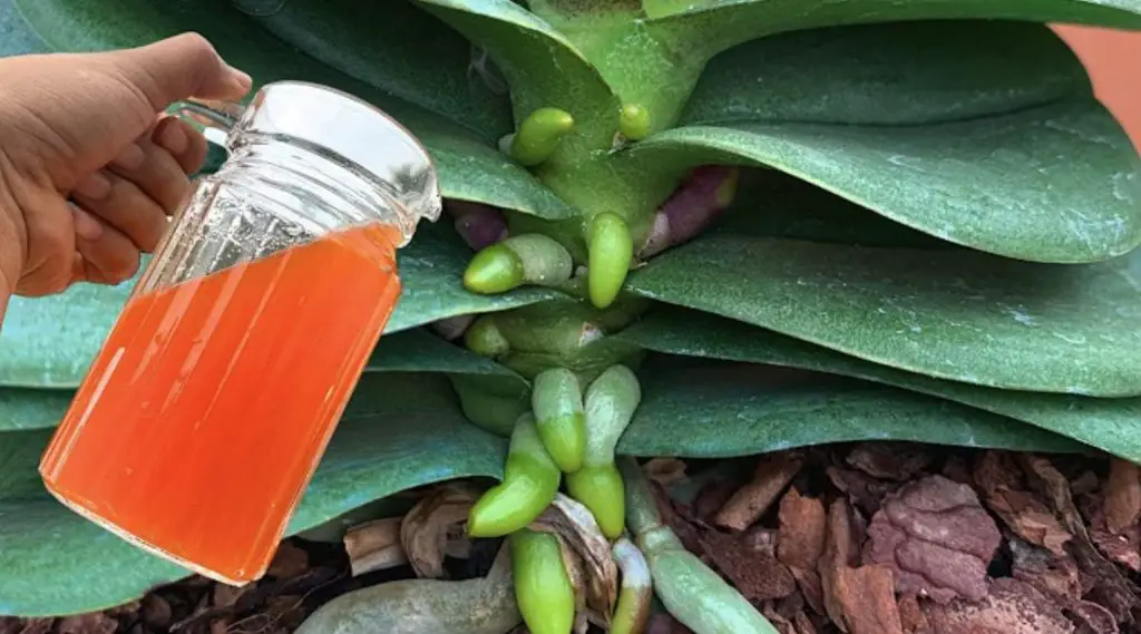 Cómo prevenir las hojas amarillas de las orquídeas: el método natural y efectivo