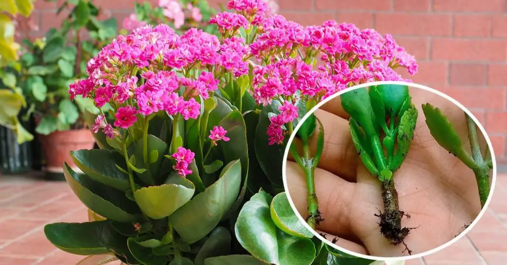 Cómo propagar el Kalanchoe: los pasos a seguir