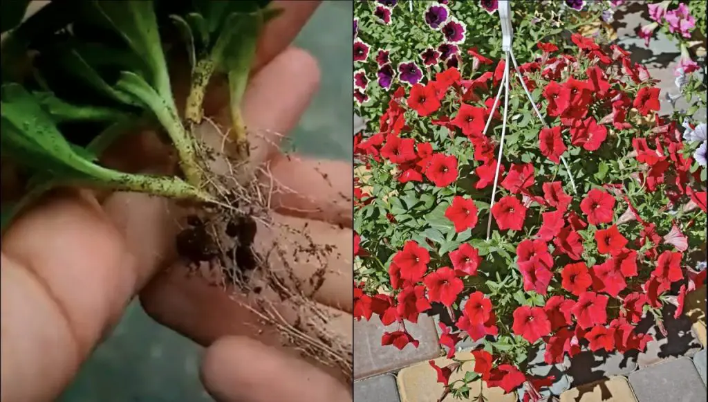 Cómo propagar petunia con esquejes.