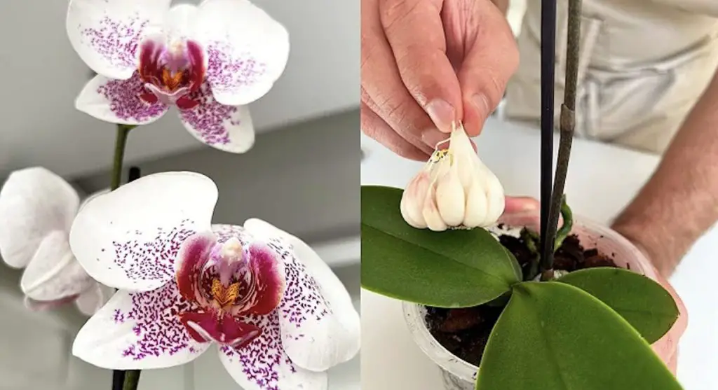 Cómo proteger las orquídeas de enfermedades con ajo.