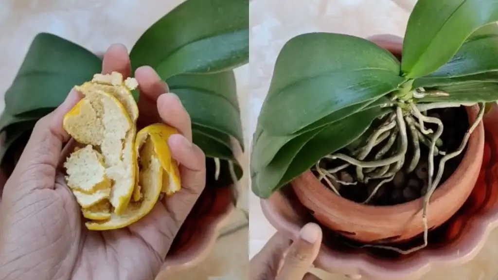 Cómo proteger las orquídeas de los insectos: el método simple y natural