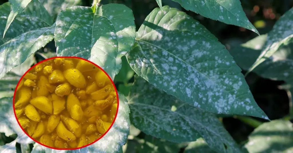 Cómo proteger las plantas de hongos e insectos: el método natural