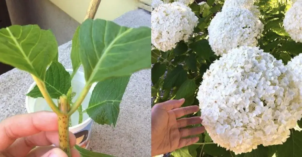 Cómo replicar flores: el método de bricolaje simple y efectivo