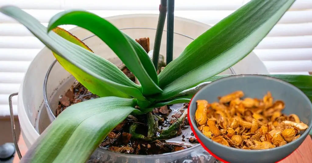 Cómo reutilizar las cáscaras de maní para las plantas: 2 formas de no tirarlas