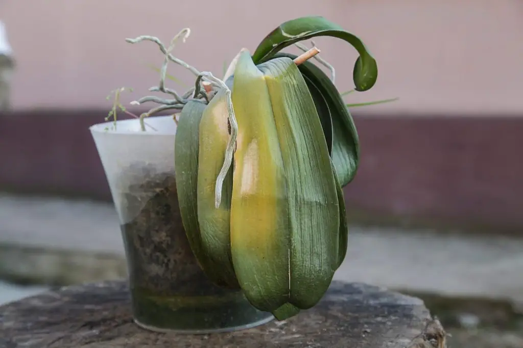Cómo revivir una orquídea moribunda con chalotes y aloe vera
