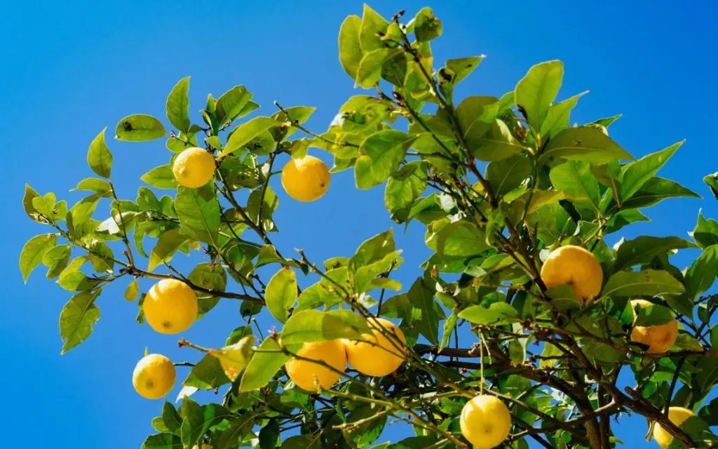 Cómo transferir correctamente el limonero.