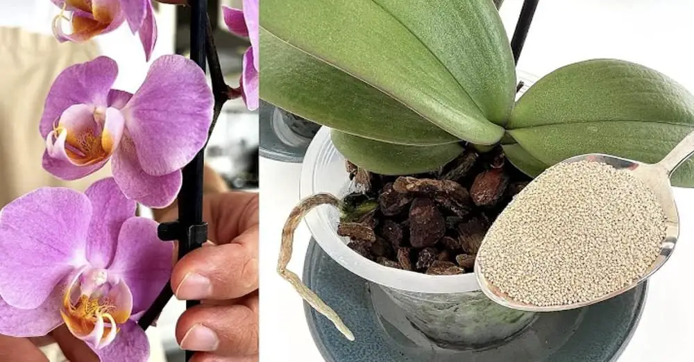 Cómo usar aserrín: 6 remedios naturales para tu jardín