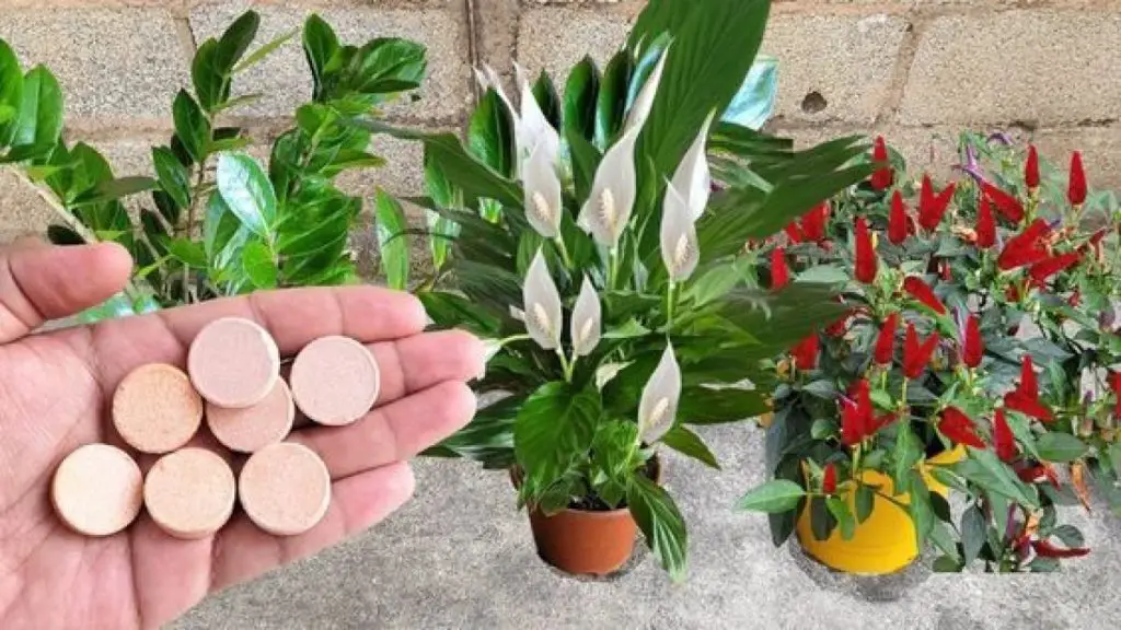 Cómo usar aspirinas caducadas para tus plantas: todos los beneficios