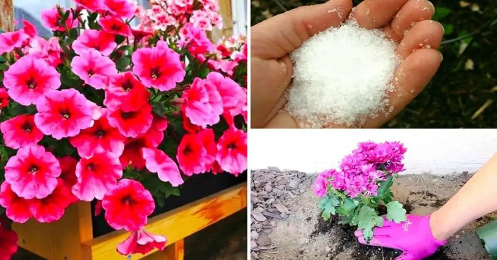 Cómo usar bicarbonato en el jardín: los beneficios para tus plantas