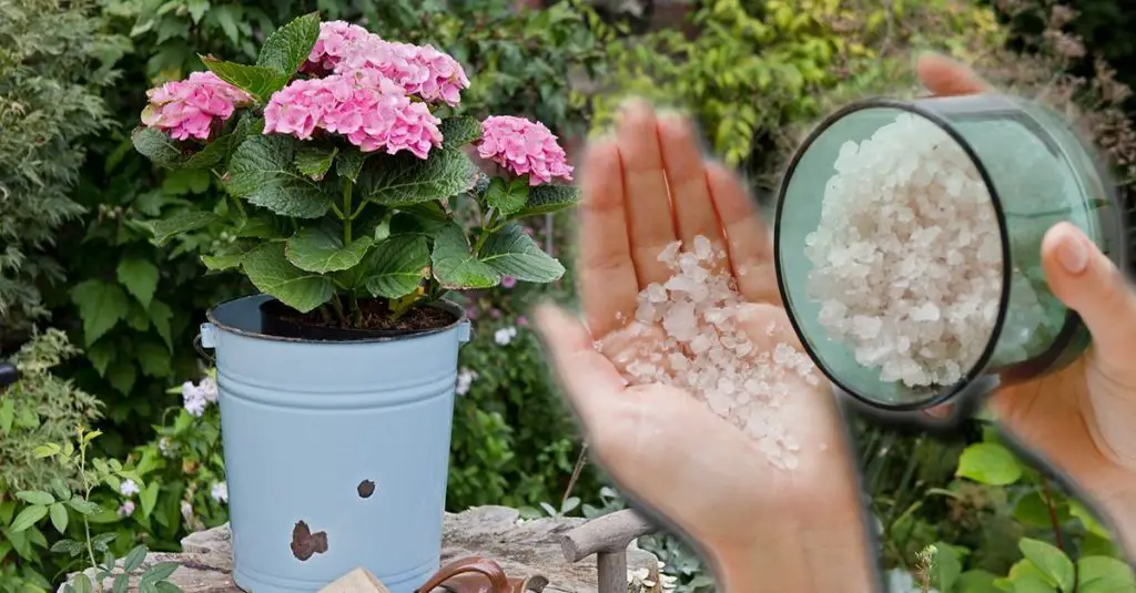 Cómo utilizar la sal de Epsom para las plantas