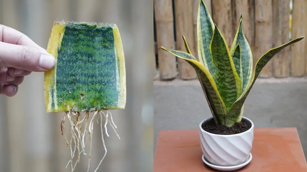 Crafting Unique Plant Pots: DIY Cement and Roofing Sheet Creations