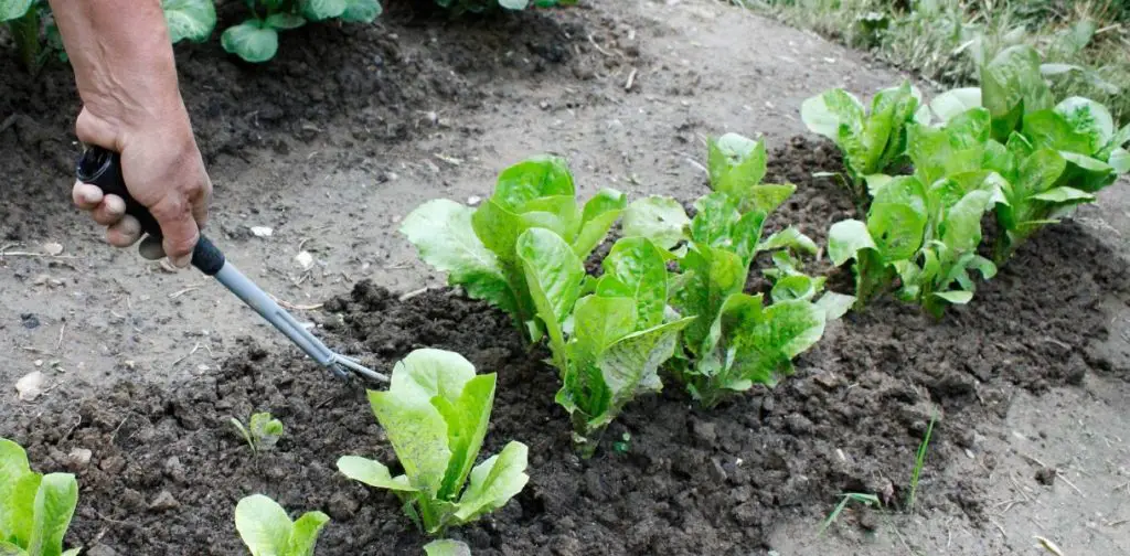 Cultiva y planta ensaladas con éxito: ¡cultiva fácilmente tus propias ensaladas!
