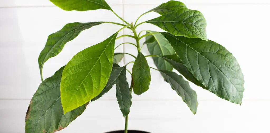 Cultivar un aguacate: ¡el mejor truco para brotar y hacer crecer un hueso de aguacate como un profesional!
