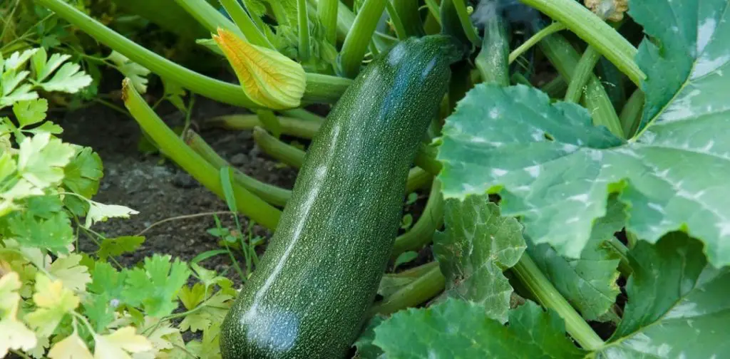 Cultivo de calabacines: ¿cuándo y cómo plantar calabacines en tu jardín?