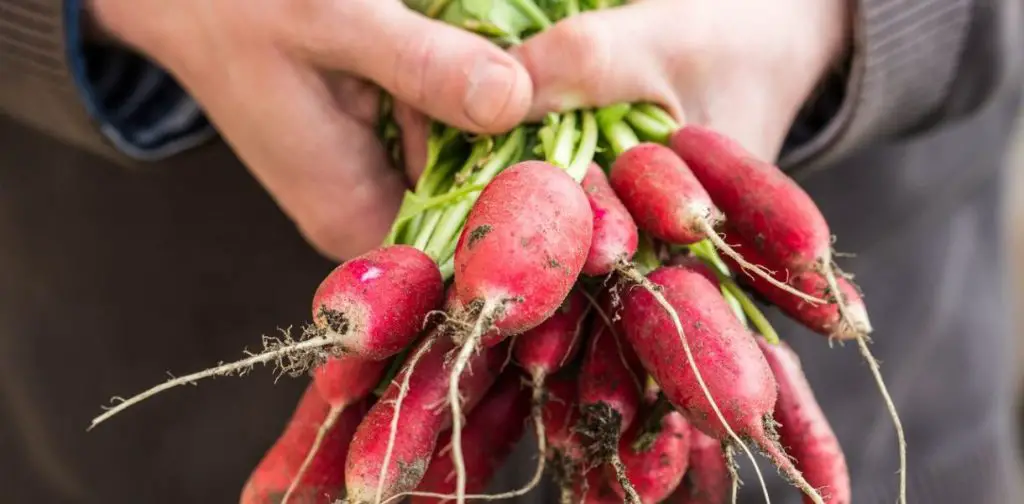 Cultivo exitoso de rábanos: siembra, cultivo, mantenimiento y cosecha de rábanos