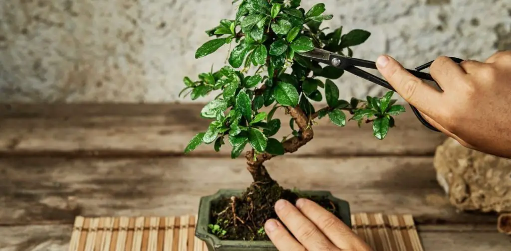 Dominar el arte del cuidado del bonsái: consejos y trucos para un crecimiento óptimo de tu árbol en miniatura