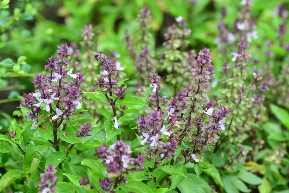 Don’t Throw Away Your Basil Flowers: Here Are 8 Ways to Use Them
