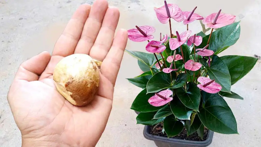 Don’t waste it anymore, throwing it away is a mistake: use it for plants on the balcony and in the garden