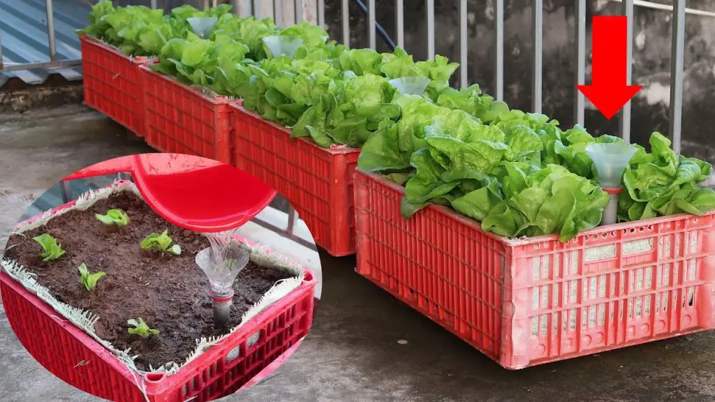 Easy Guide: Growing Hanging Lettuce for Urban Gardeners