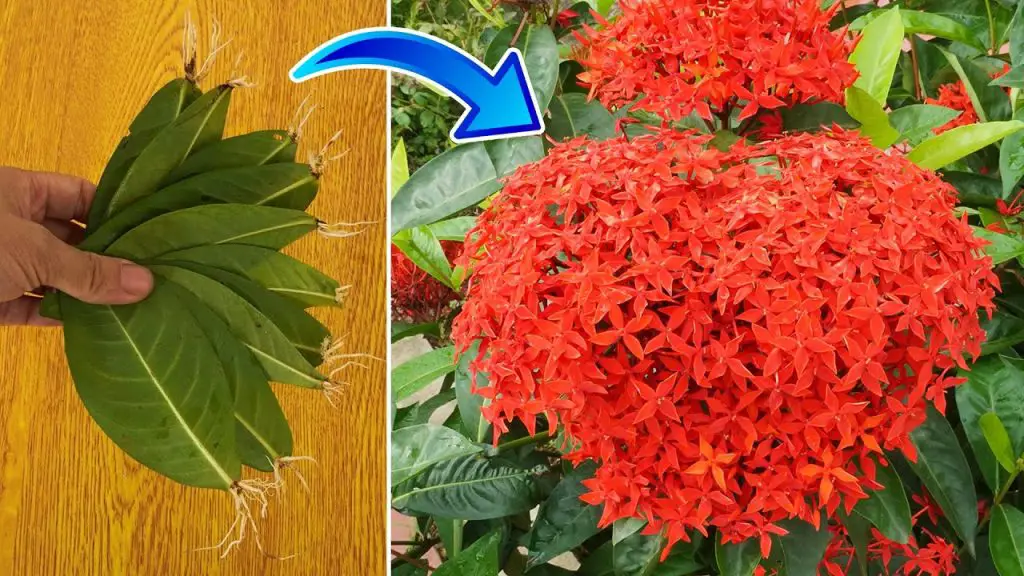 Easy Method for Rooting Peonies from Leaves: A Beginner’s Guide to Guaranteed Success