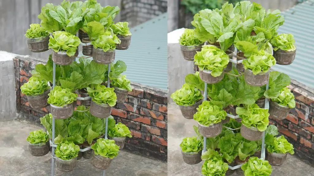 Easy Steps to Grow Lettuce on Your Roof: A Nutritious Addition for the Family