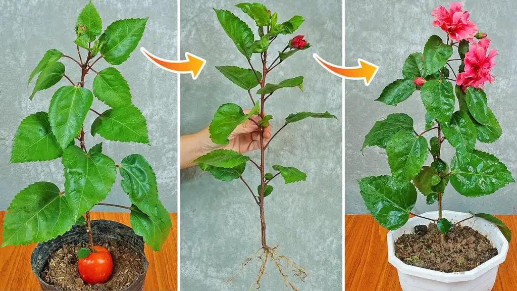 Easy Steps to Propagate and Grow Hibiscus from Cuttings with Tomato