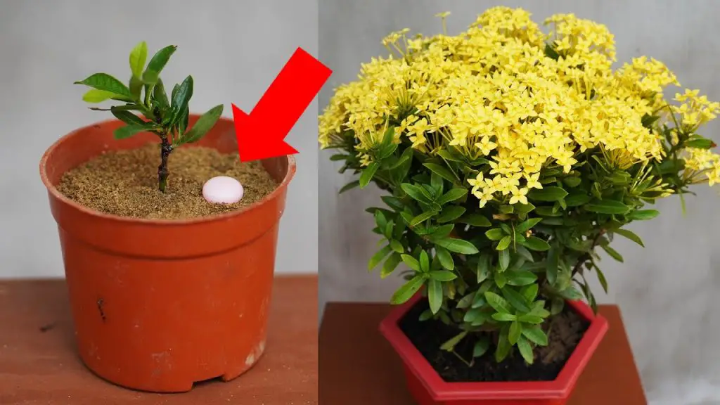 Enhance Your Garden with a Beautiful Flower Pot of Ixora Chinensis