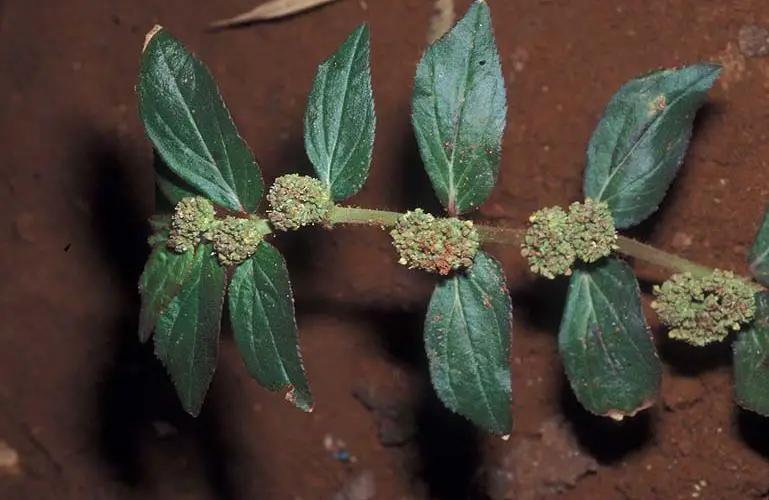 Euphorbia Hirta  is a versatile plant : Traditional Uses and Applications