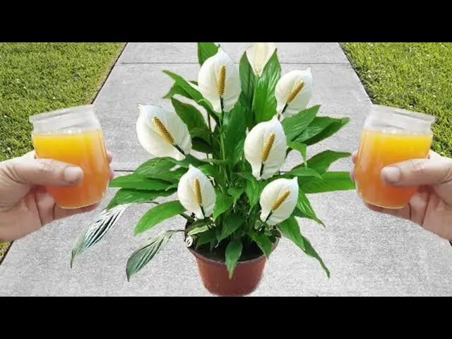 Experience the Explosive Growth: Just One Cup Unleashes Blooms and Chili Peppers!