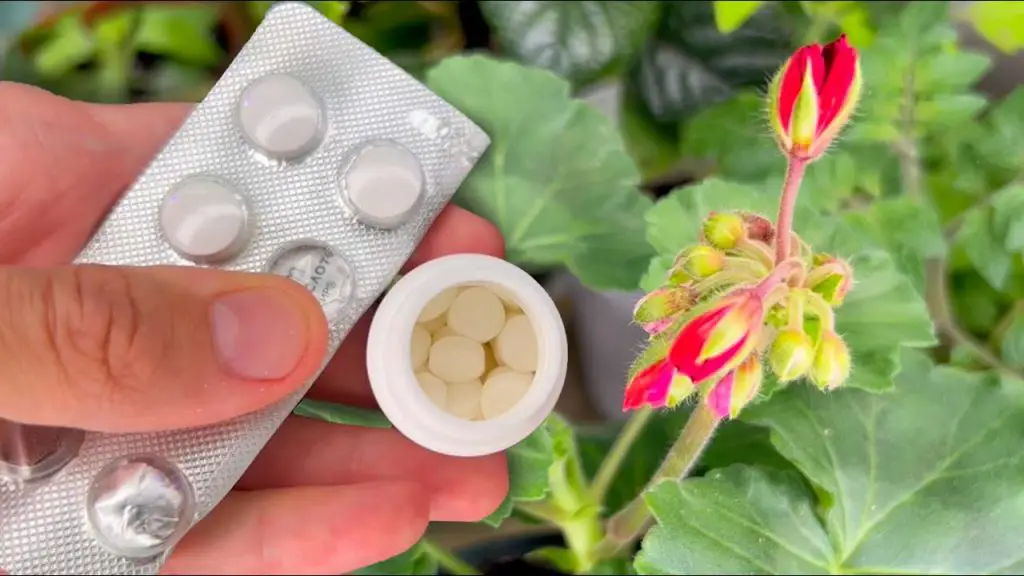 February’s Floral Miracle Reviving and Blooming Flowers with Just Three Tablets!