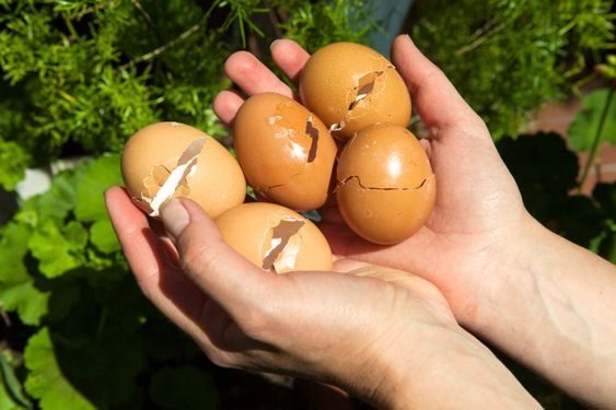 Fertilizante casero: prueba el método de la cáscara de huevo