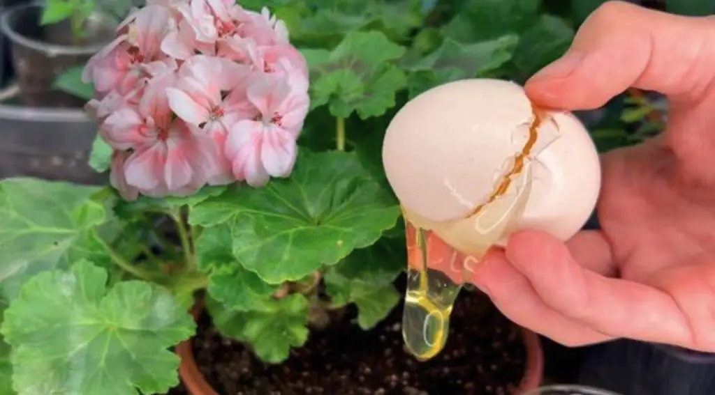 Fertilizante orgánico DIY: el remedio perfecto para todo tipo de plantas