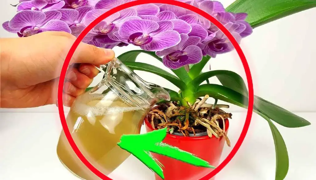 Floración inmediata y exuberante, utilízalo en tus plantas, ¡es mucho más potente que el agua!