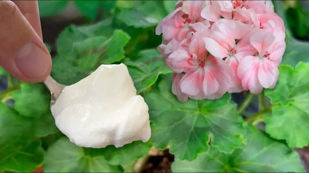 From Dormancy to Blooming Beauty: Witness the Amazing Transformation of Any Flower!