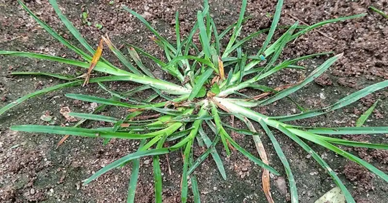 Goosegrass (Eleusine indica) : 30 uses