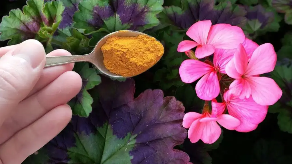 Green and Gorgeous Revive Your Home Flowers with Just One Teaspoon!