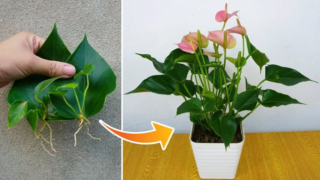 Growing Anthuriums from Leaves: Easy Care Tips for Anthurium Plant Enthusiasts