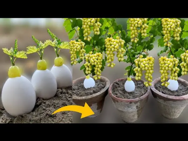 Growing Grapes from Grapefruit in Eggs Using Aloe Vera: A Unique Planting Method