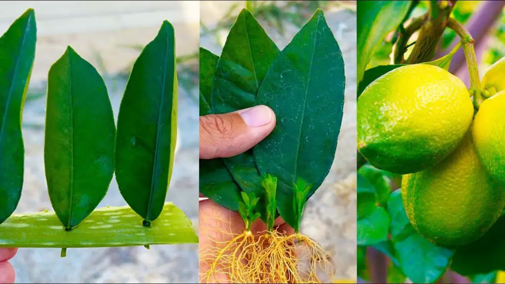 Growing Lemon Trees from Lemon Leaves: A Foolproof Guide for 100% Success