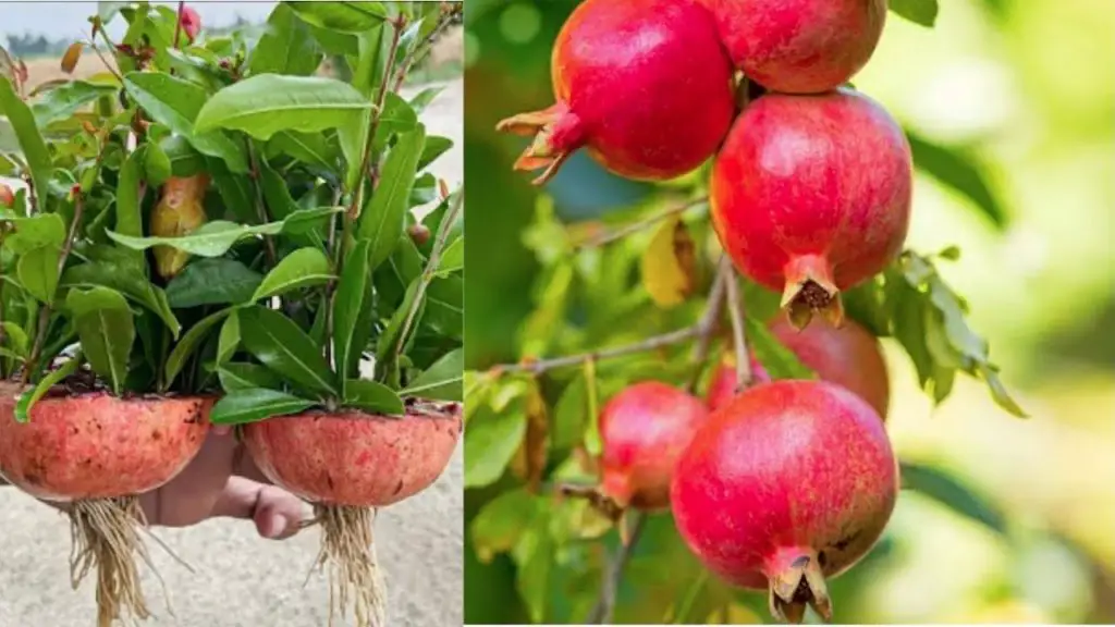 Growing Pomegranate Trees from Pomegranate Fruit Using Water Bottles: A Simple Guide