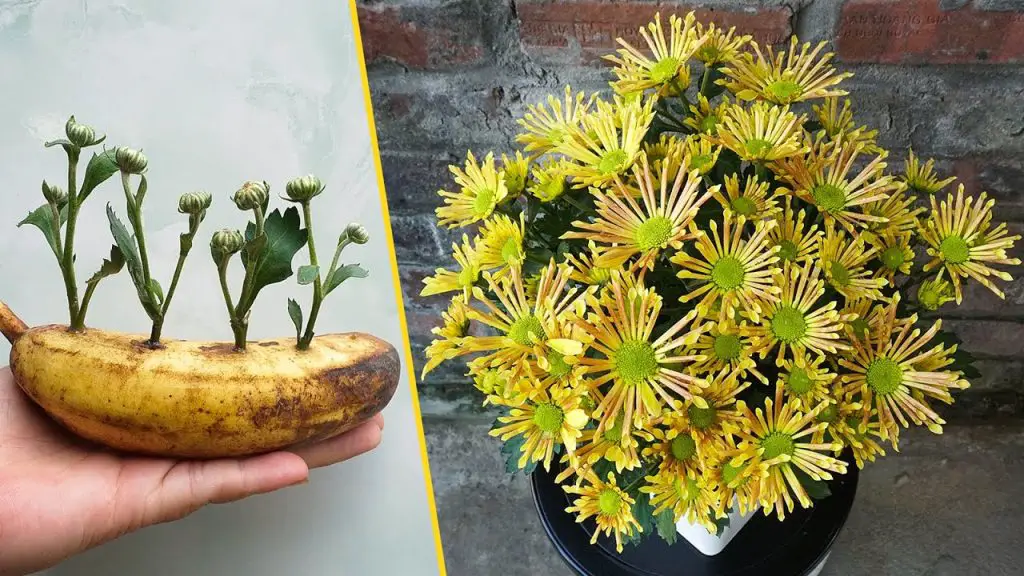 Growing Yellow Chrysanthemums from Branches with Bananas: A Quick and Easy Blooming Experience