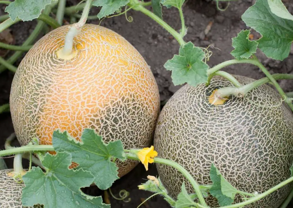 Here’s How to Grow Melons from Simple Seeds