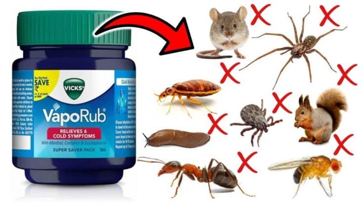 How to Eliminate Household Pests Using Vicks VapoRub