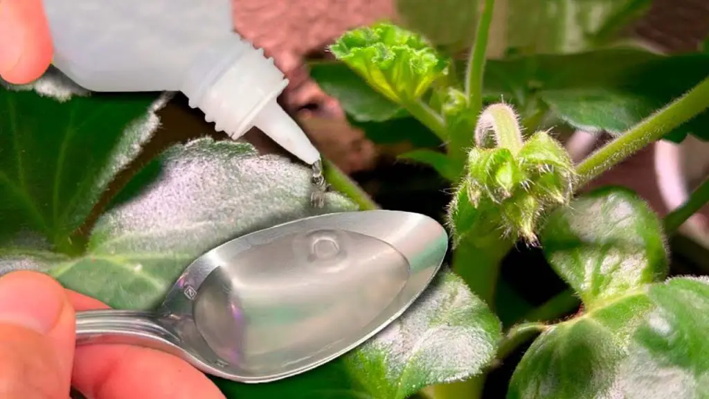 In September 1 Spoon per Liter of Water Works Wonders! All Flowers Poperli in Growth in front