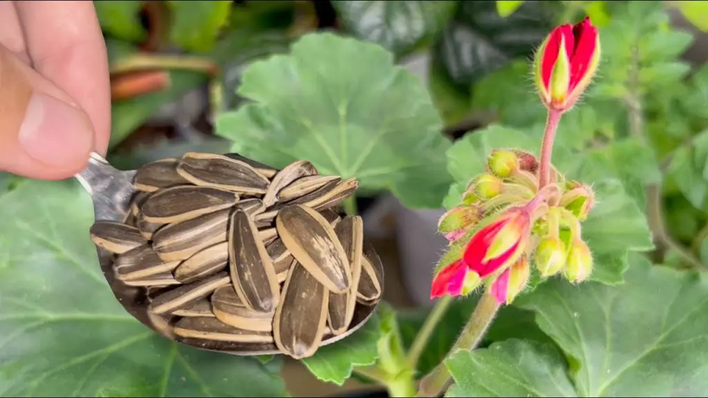 Instant Greenery: Transforming Geranium, Zamioculcas, and Spathiphyllum Leaves to Vibrant Green!