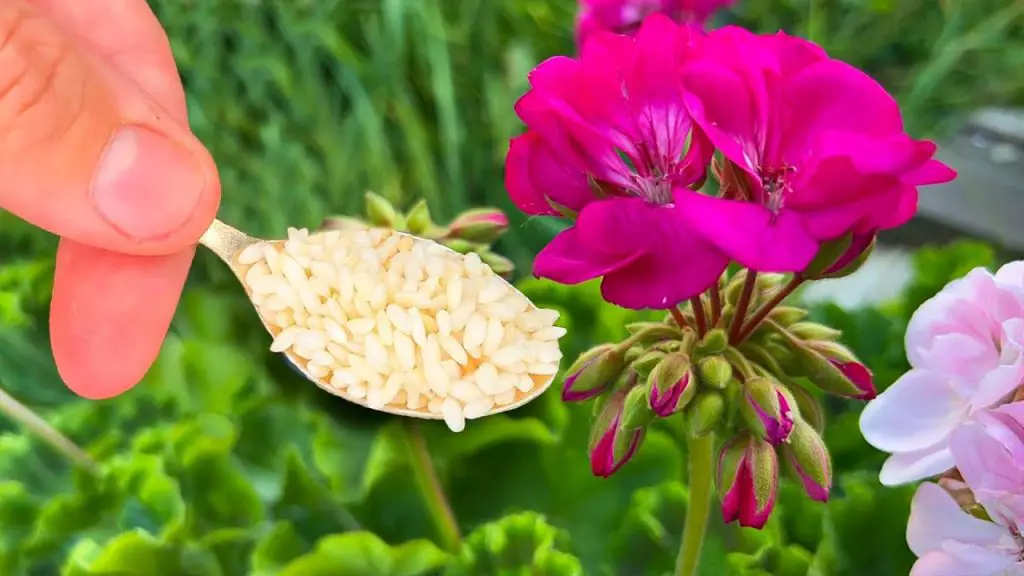 July Bloom Boost: 1 Teaspoon Unleashes Buds on All Flowers!