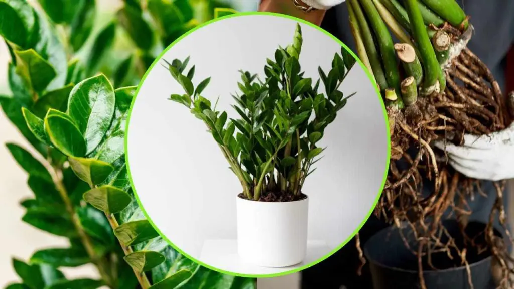 La planta del Padre Pío, si la riegas la pudres | El truco de los jardineros para tenerlo siempre fuerte y frondoso