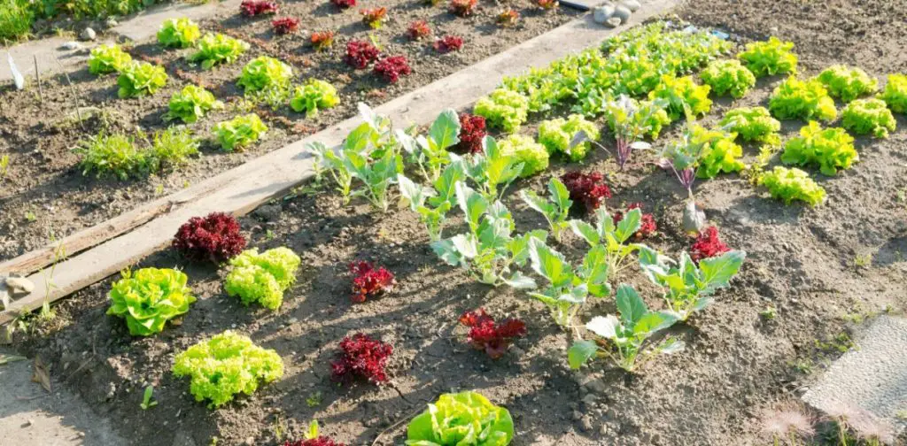 Los mejores consejos de jardinería para una huerta exitosa este añoLos mejores consejos de jardinería para una huerta exitosa este año