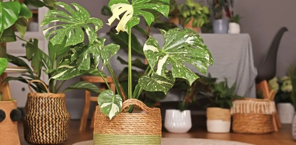 Los mejores consejos para el mantenimiento de tu Monstera