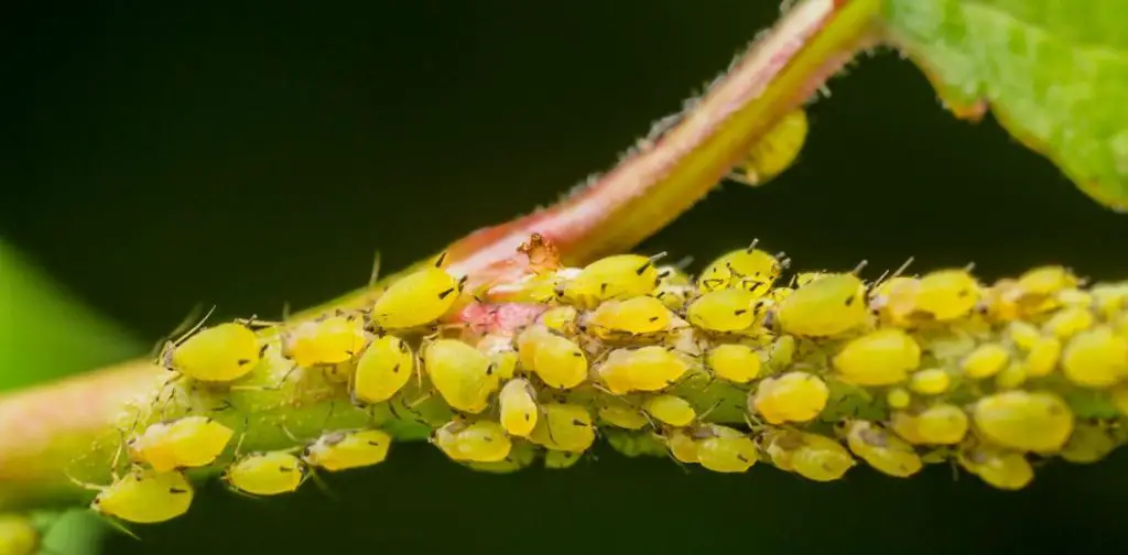 Los secretos para eliminar eficazmente el pulgón de los almendros